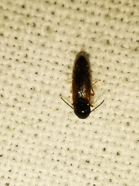Adrastus rachifer - közönséges cserjepattanó