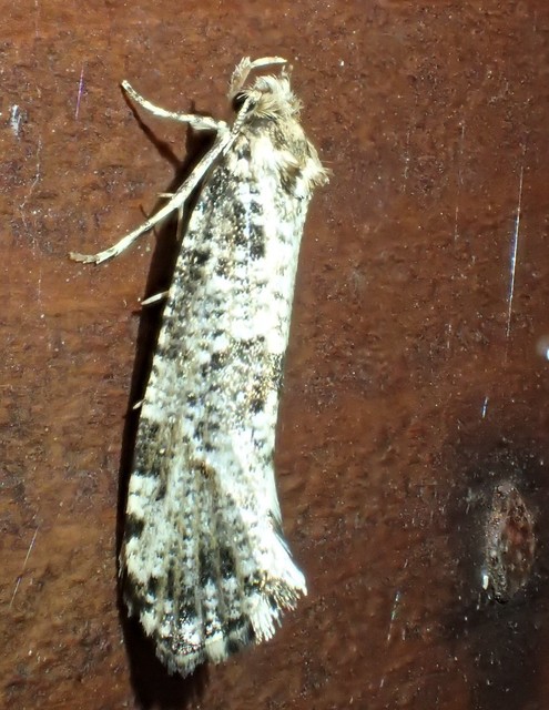Morophaga choragella - közönséges óriásmoly