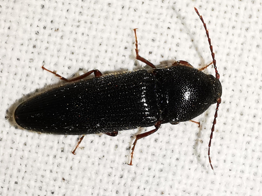 Melanotus