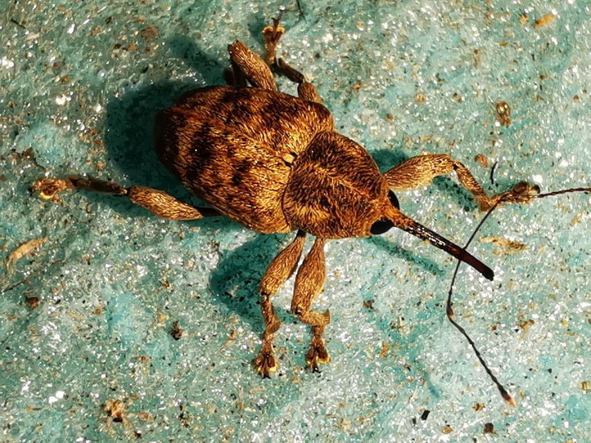 Curculio venosus - tarajos zsuzsóka