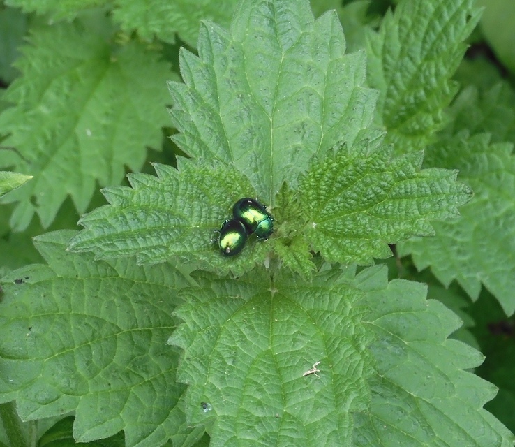 Chrysolina herbacea - zöld mentalevelész