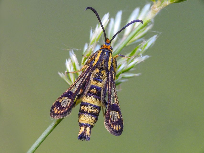 Sesiidae - szitkárfélék