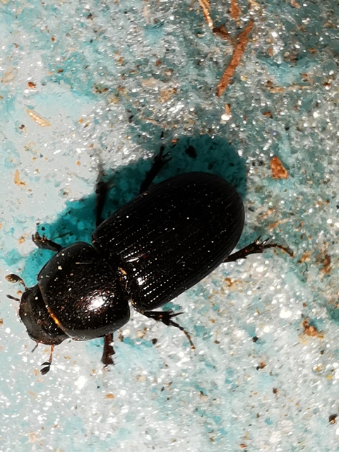 Aphodius varians - változékony trágyabogár