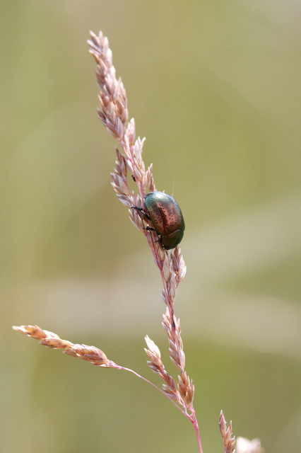 Chrysolina hyperici - zöld orbáncfűlevelész