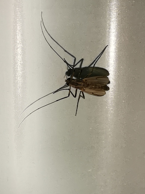 Chironomidae - árvaszúnyogok