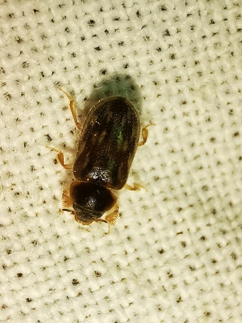 Heteroceridae - iszapbogárfélék