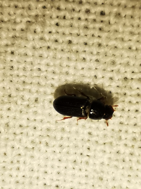Pleurophorus caesus - hengeres trágyabogár