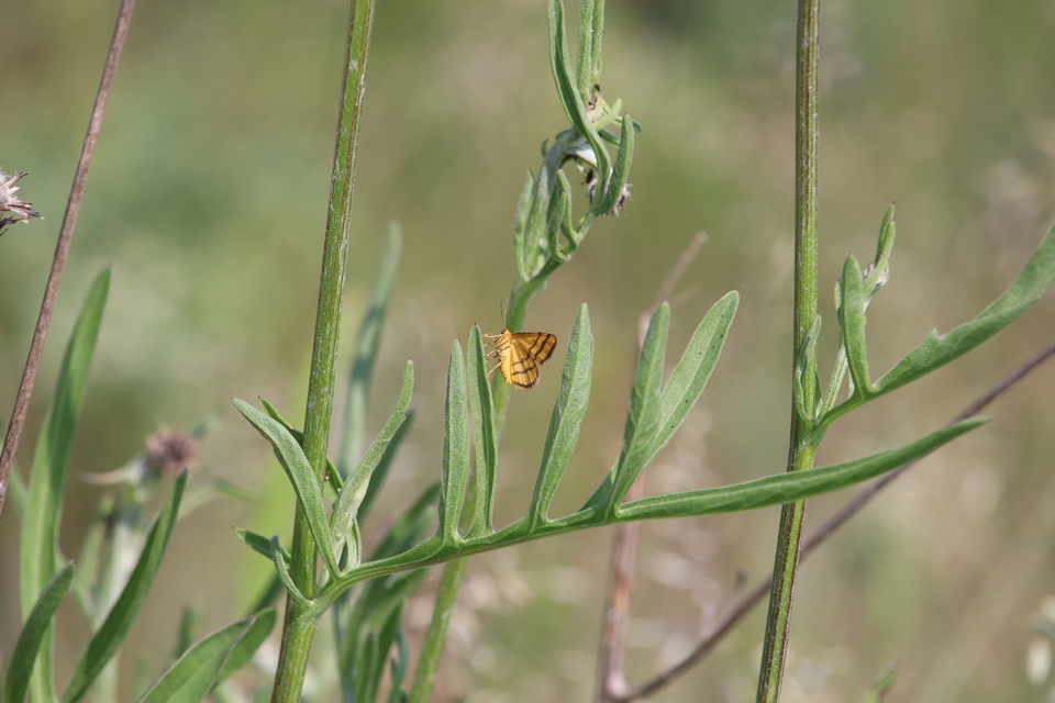 Idaea aureolaria - aranyos sávosaraszoló