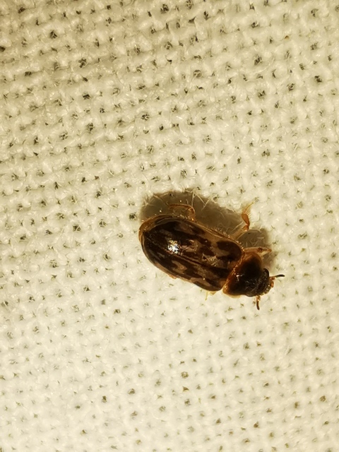 Heteroceridae - iszapbogárfélék