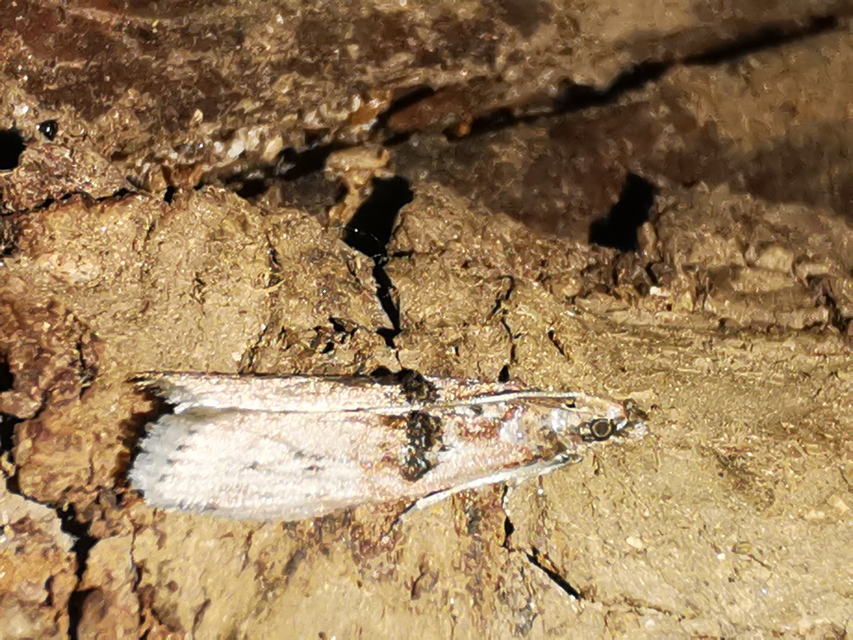 Nephopterix angustella - kecskerágó-karcsúmoly