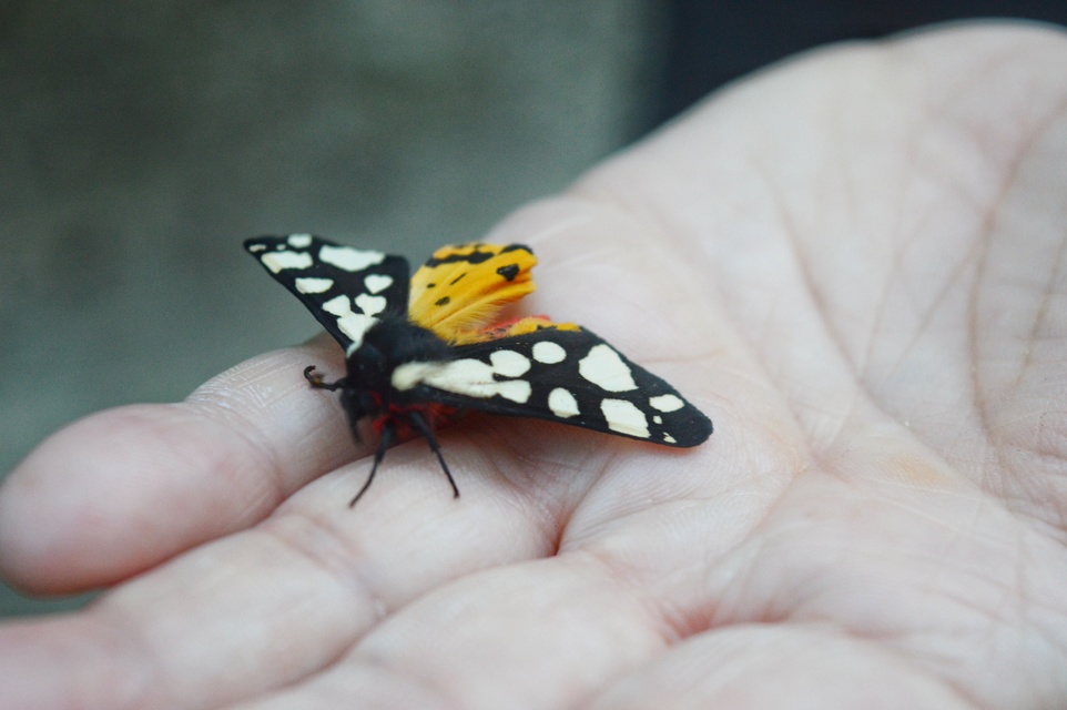 Arctia villica - fekete medvelepke Arctia villica - fekete medvelepke