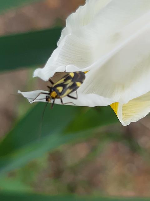 Grypocoris sexguttatus - hatpettyes díszpoloska Grypocoris sexguttatus - hatpettyes díszpoloska