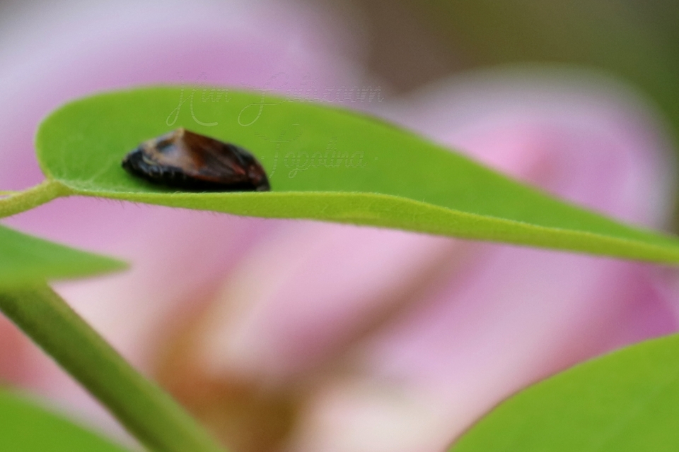 Penthimia nigra - fekete kabóca Penthimia nigra - fekete kabóca