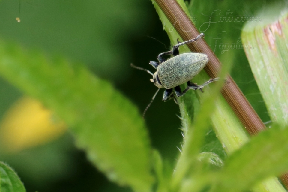 Phyllobius pomaceus - csalán-levélormányos