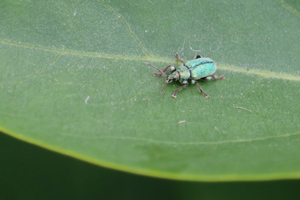 Phyllobius betulinus - változékony levélormányos