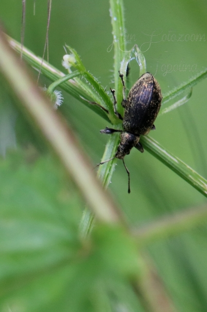 Phyllobius pomaceus - csalán-levélormányos