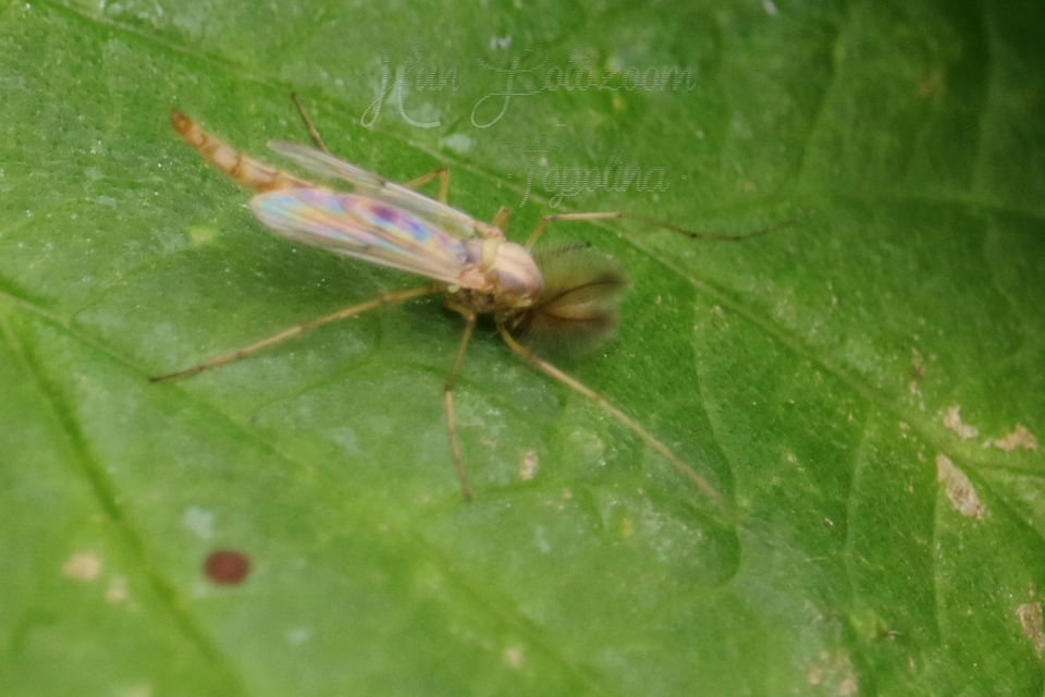 Chironominae