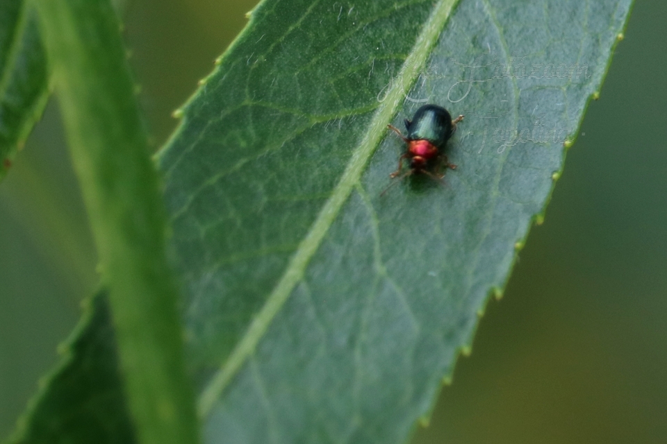 Crepidodera aurata - ékes fűz-földibolha