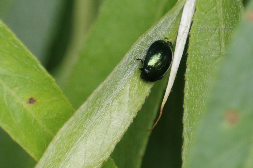 Plagiodera versicolora - törpe fűzlevelész
