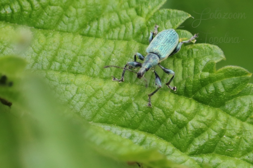 Phyllobius pomaceus - csalán-levélormányos