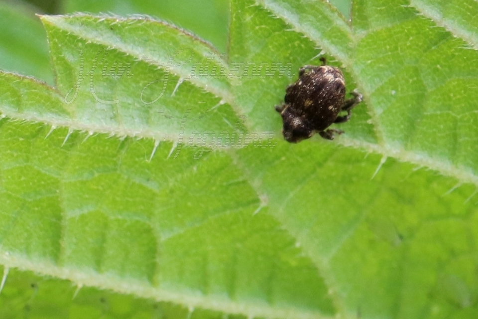 Nedyus quadrimaculatus - közönséges csalánormányos