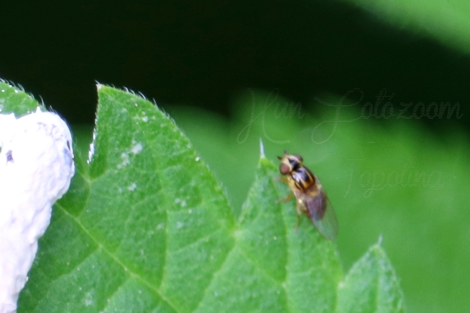 Thaumatomyia