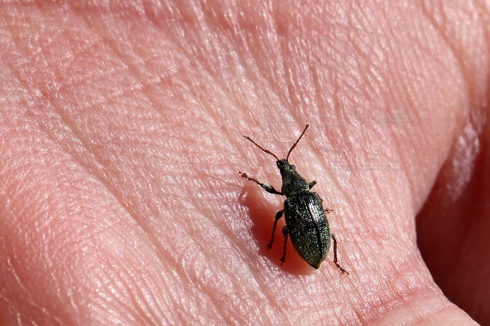 Phyllobius betulinus - változékony levélormányos