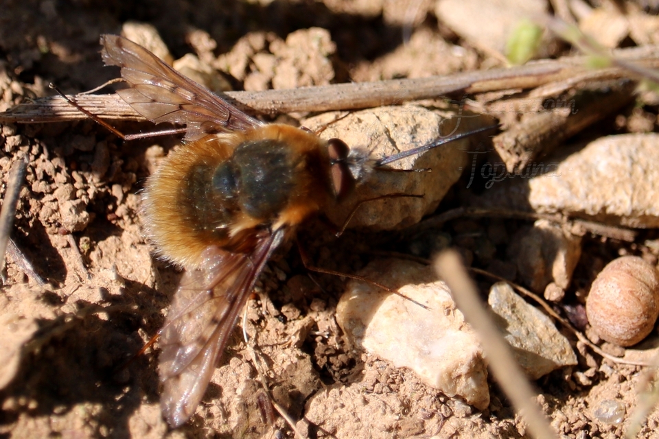 Bombylius medius - fehérfarú pöszörlégy