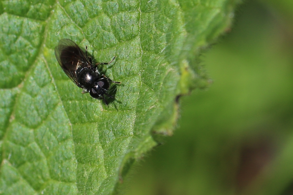 Cheilosia