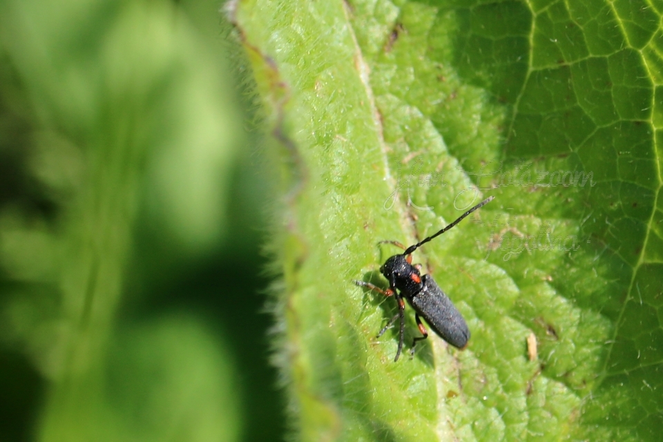 Phytoecia pustulata - parányi fűcincér