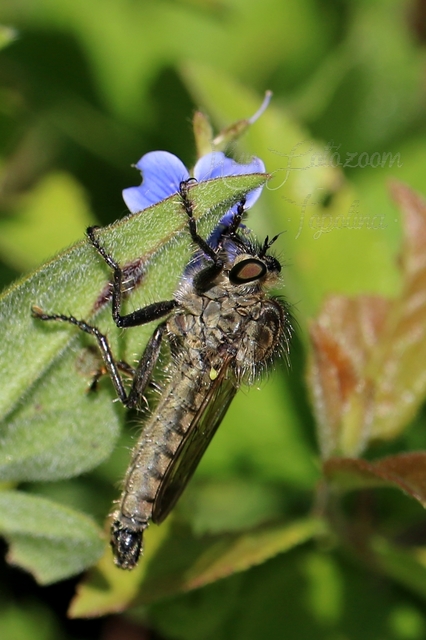 Dysmachus