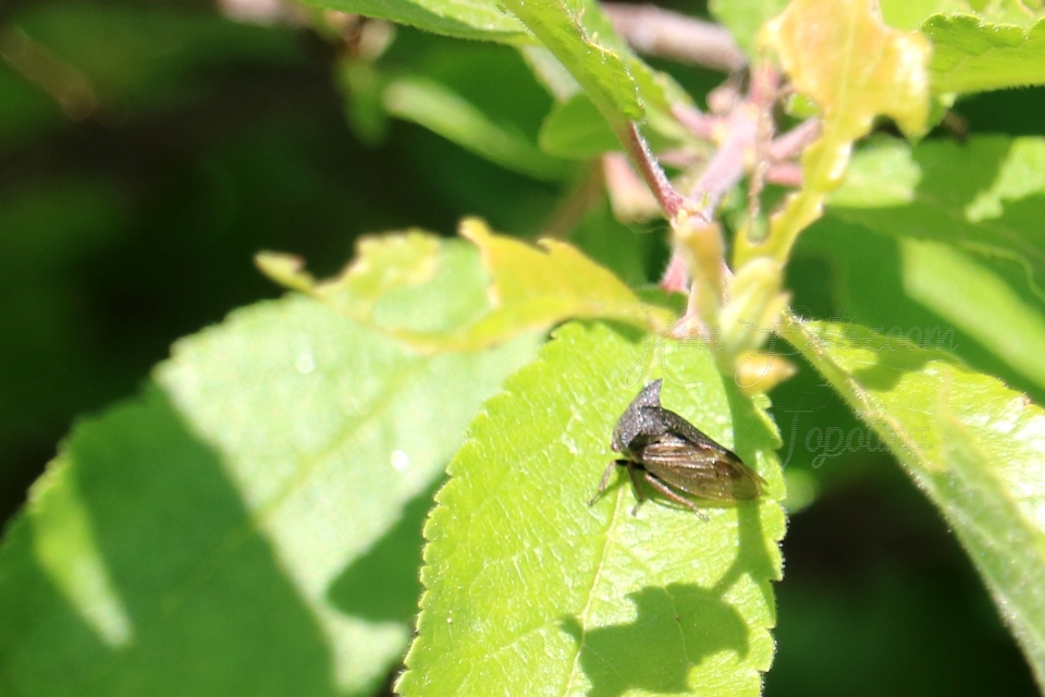 Centrotus cornutus - szarvaskabóca