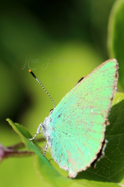 Callophrys rubi - zöldfonákú lepke
