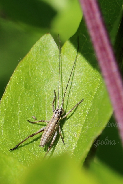 Ephippiger ephippiger - nyergesszöcske