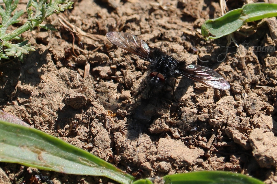 Bombylella atra - ezüstpettyes pöszörlégy