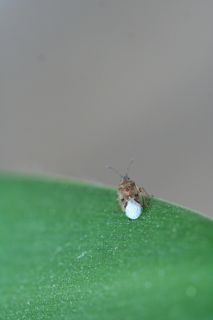 Kleidocerys resedae - nyírbodobács