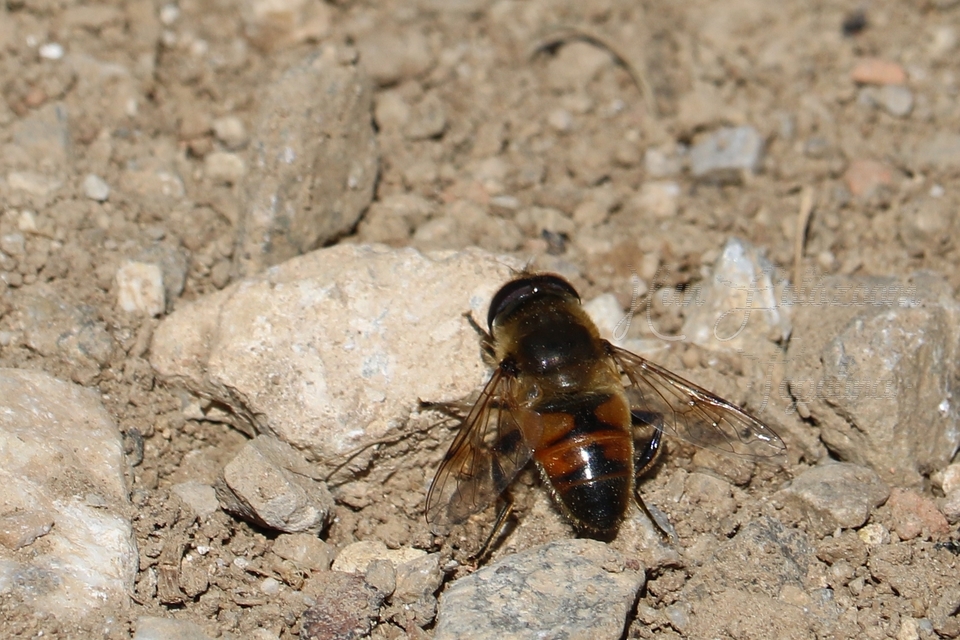 Eristalis tenax - közönséges herelégy