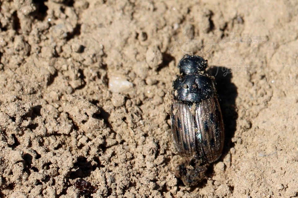 Aphodius luridus - tarka trágyabogár