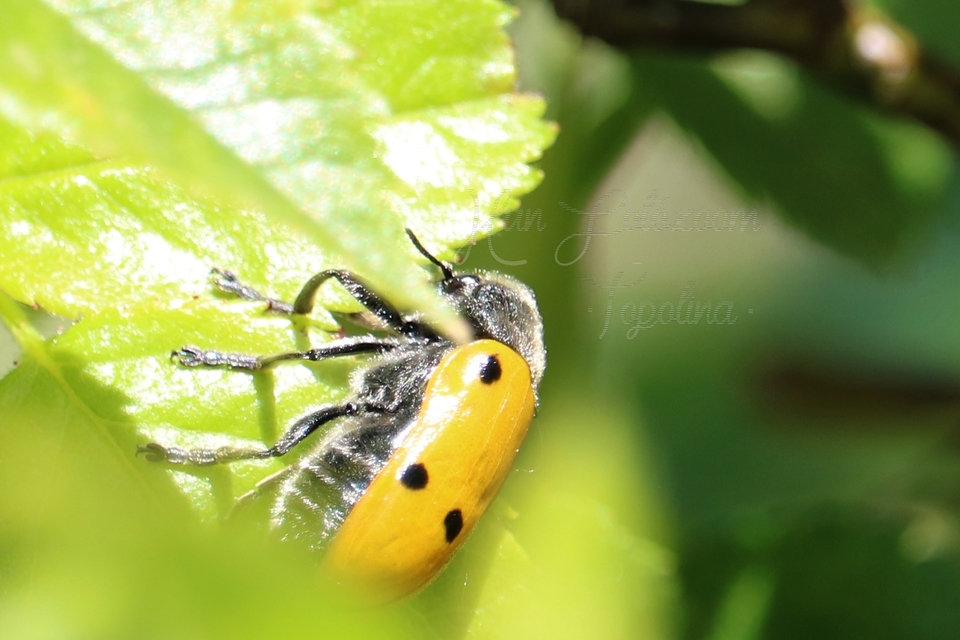Lachnaia sexpunctata - szőrösnyakú zsákhordóbogár