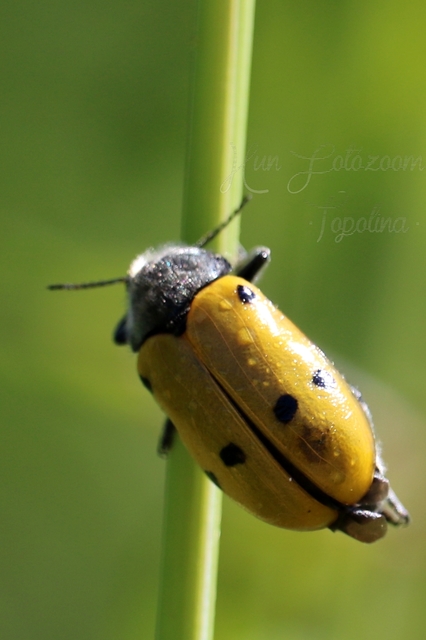 Lachnaia sexpunctata - szőrösnyakú zsákhordóbogár