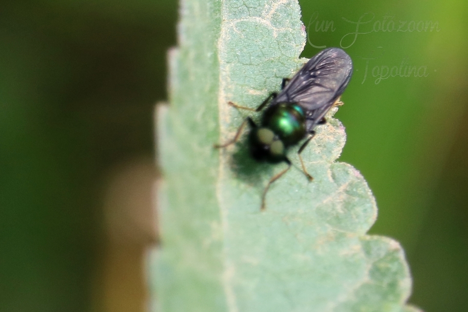 Chloromyia formosa - közönséges fémeslégy