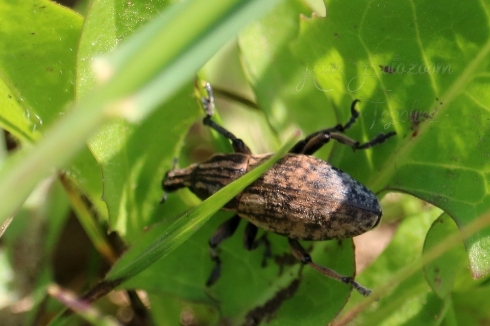 Pseudocleonus cinereus - hamvas barkó