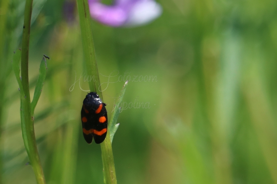 Cercopis arcuata/sanguinolenta