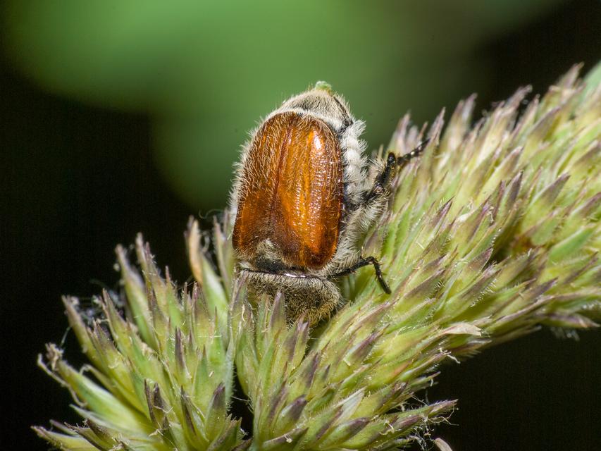 Chaetopteroplia segetum - rozsszipoly