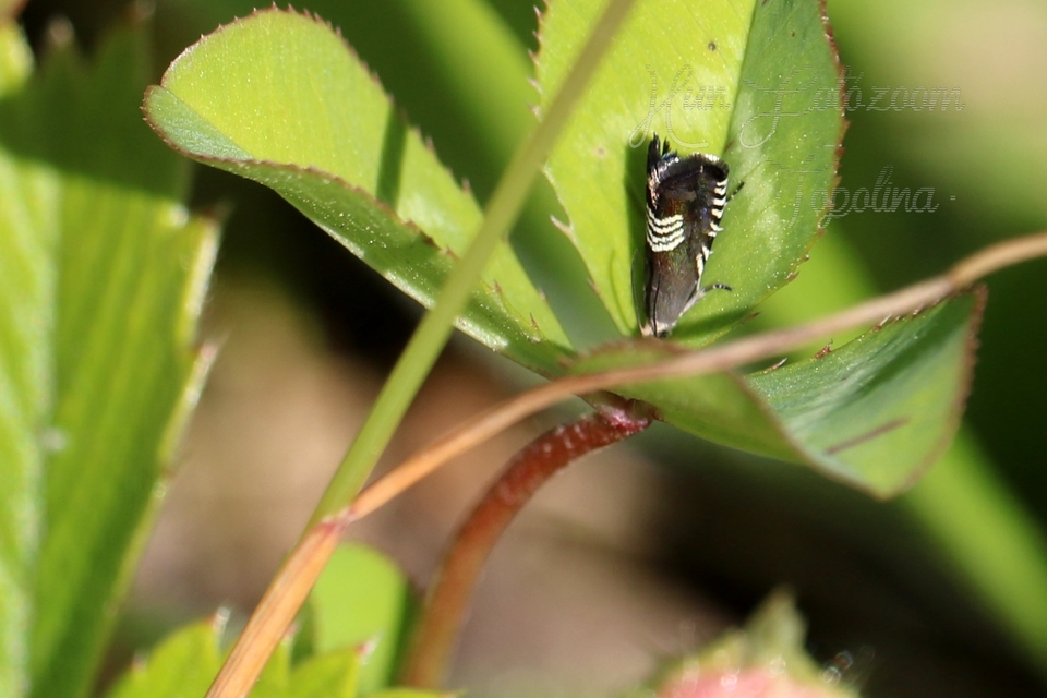 Grapholita compositella - lucernahüvelymoly