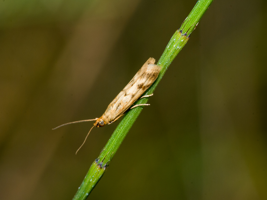 Homoeosoma sinuella - agyagsárga karcsúmoly