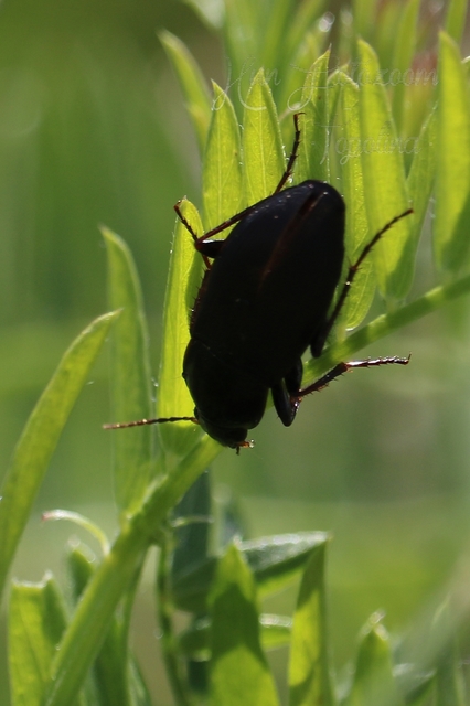 Calathus fuscipes - sokpontos tarfutó