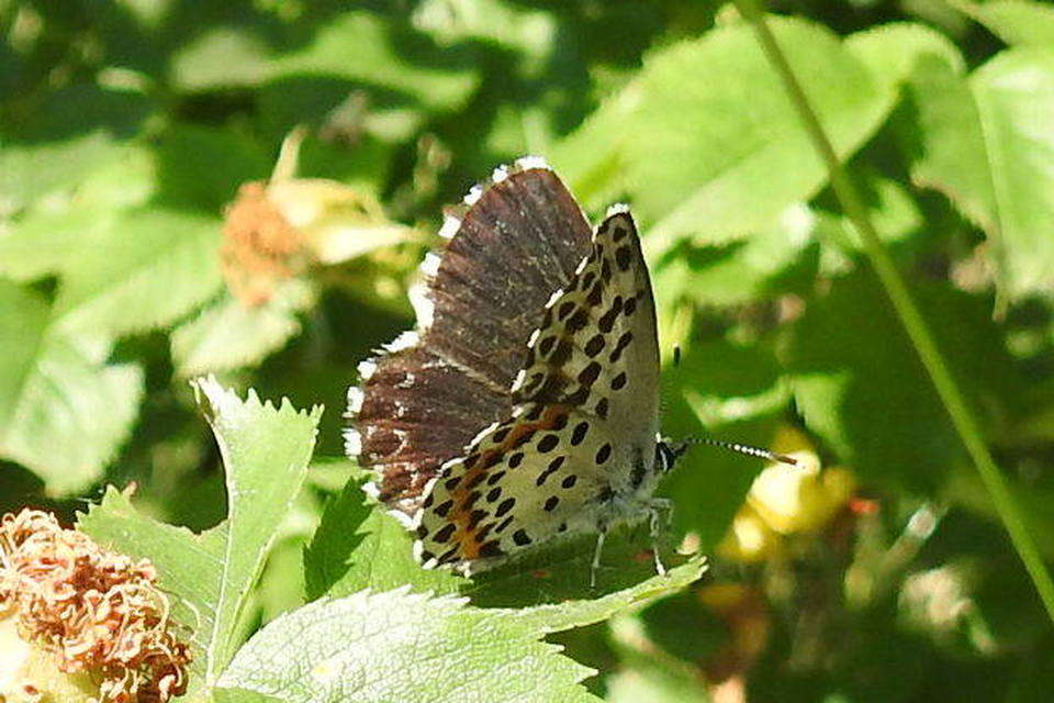 Scolitantides orion - szemes boglárka