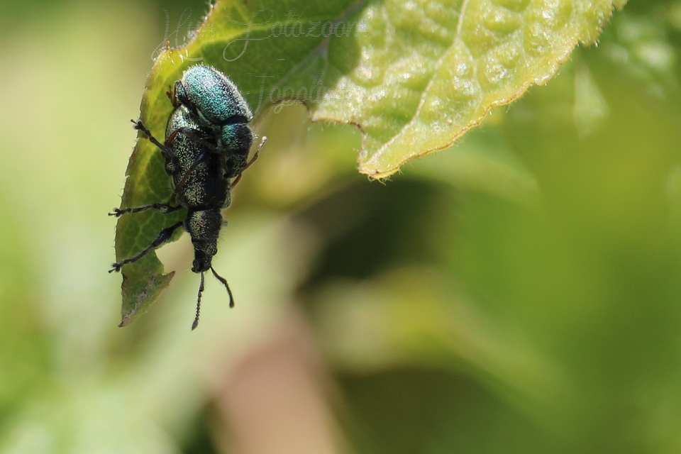 Phyllobius betulinus - változékony levélormányos