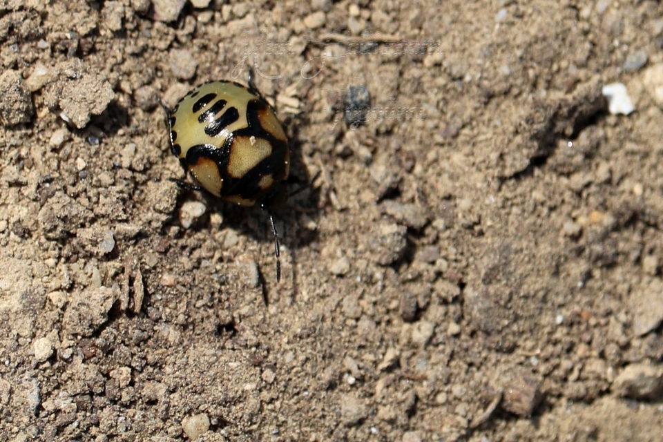 Tritomegas bicolor - foltos földipoloska